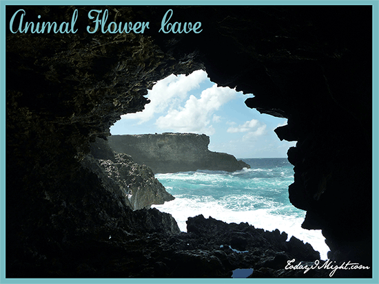 todayimight.com | Barbados | Animal Flower Cave