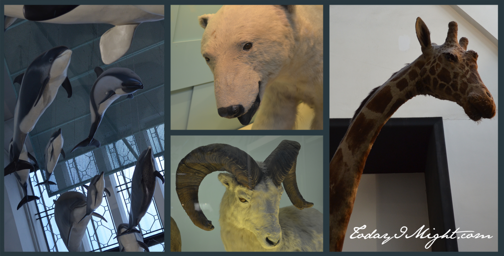 Today I Might | London | Natural History Museum | Mammals