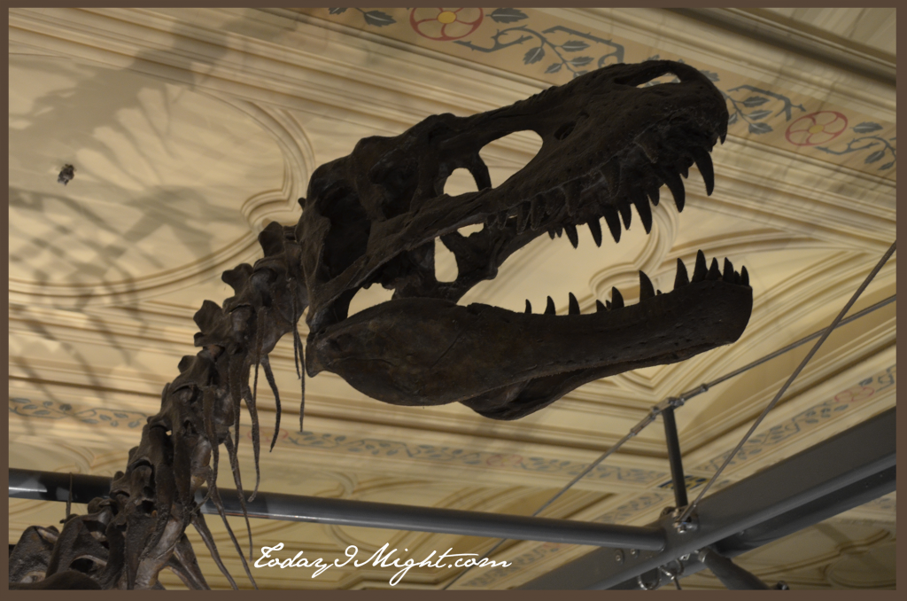 todayimight.com | London | Natural History Museum | 3D T Rex