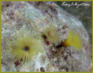 todayimight.com | Barbados | Sea Anemone | Animal Flowers