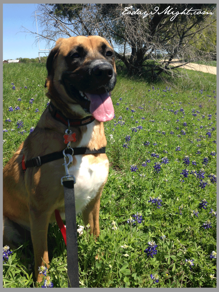 todayimight.com |Brushy Creek Regional Trail | Sophie in Bluebonnets