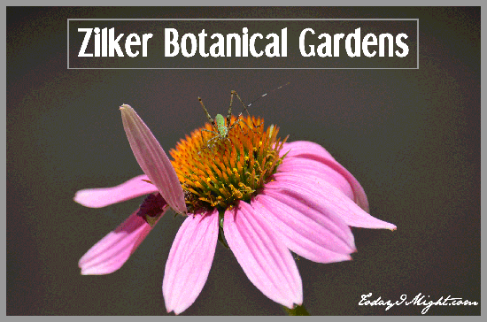 todayimight.com | Zilker Botanical Gardens, Austin, TX